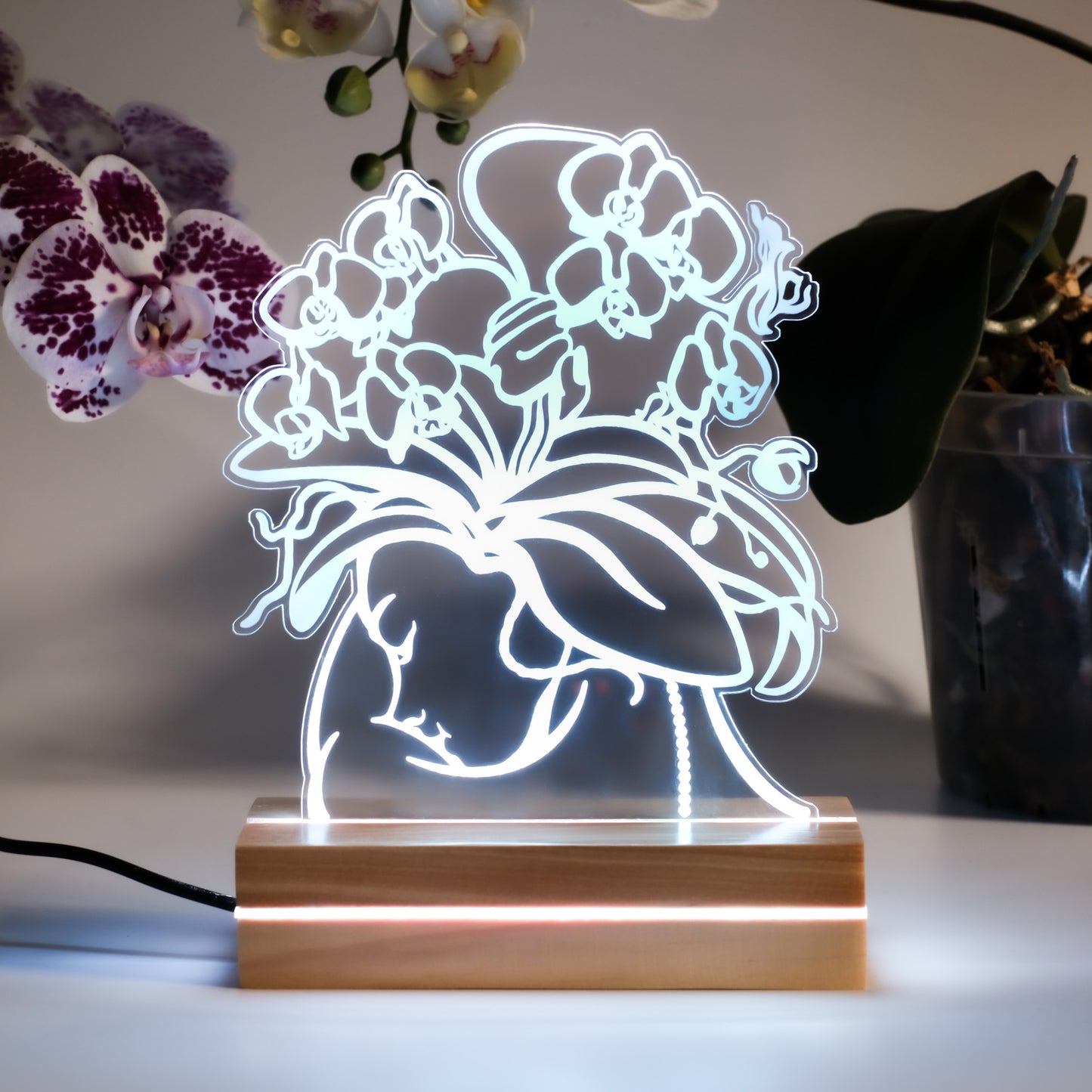 Moth Orchid Night Light