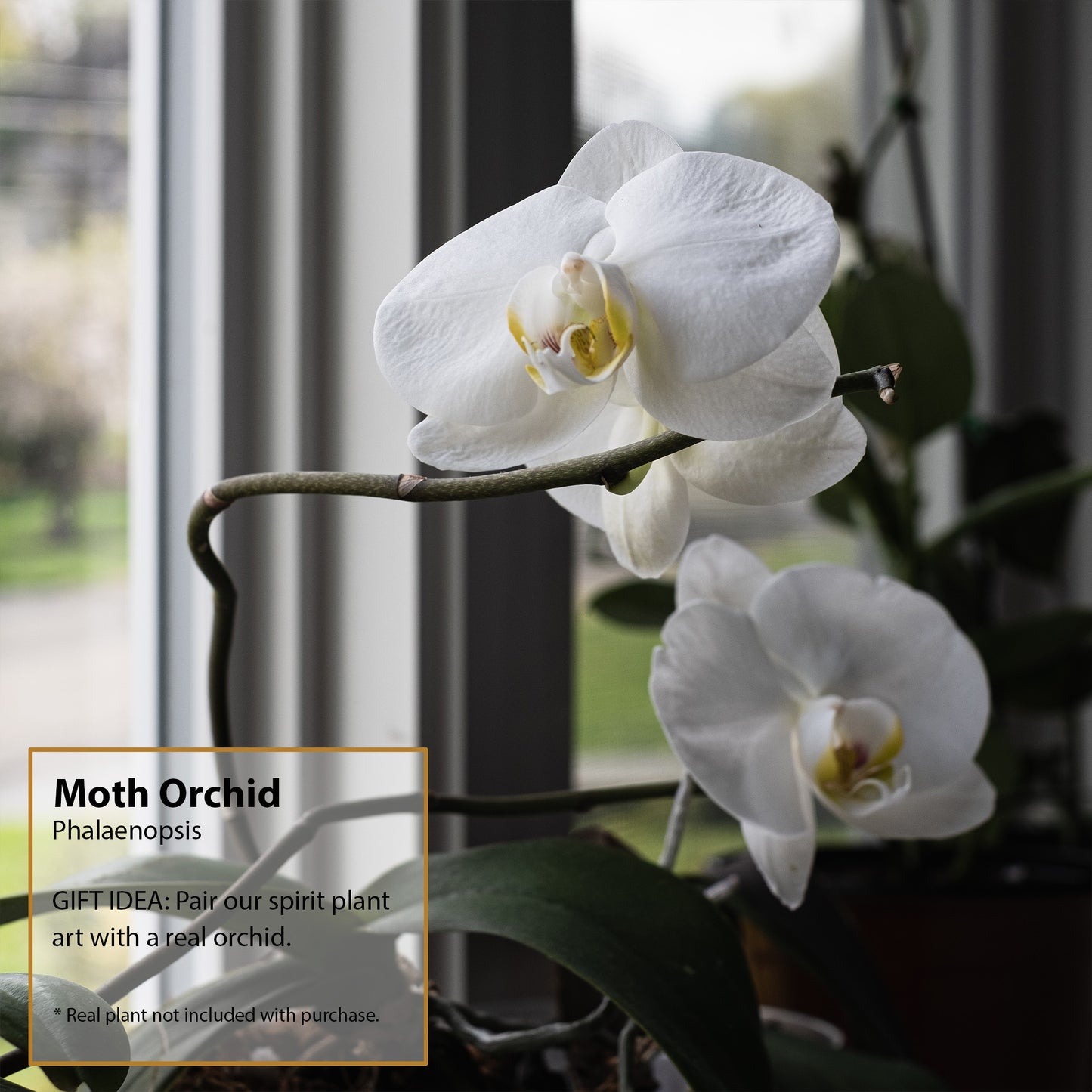 Moth Orchid Night Light